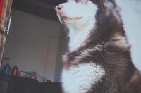 阿拉斯加幼犬应该怎样喂养，要注意什么？ 阿拉斯加犬小狗