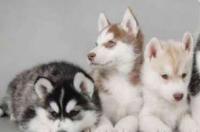 萨摩耶犬与爱斯基摩犬有什么区别？ 加拿大爱斯基摩犬和萨摩耶