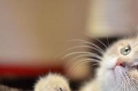 猫咪耳朵有耳螨怎么处理？ 猫咪耳朵里的耳螨
