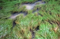 水草什么时候消失？ 水草