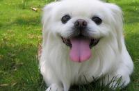 京巴狗寿命有多长？ 京巴犬最长寿命