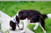 巴尔干猎犬胆子小？ 四川巴尔干猎犬论坛