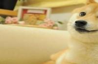 狗狗有些什么犬 吉娃娃一生认一个主人