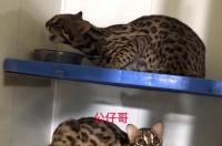 上海哪里有回收钻戒的地方？ 上海回收宠物猫