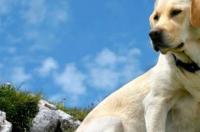 拉布拉多都有什么颜色？ 纯种拉布拉多犬是什么颜色