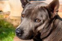 犬类品种大全？ 犬类大全和名称