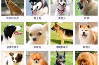 丹麦犬十大品种？ 丹麦狗品种