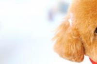 什么品种的狗长得像贵宾犬又没有尾巴？ 贵宾犬都有哪些品种大全