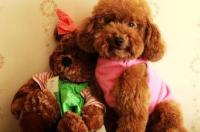 贵宾犬的优缺点？ 贵宾犬的资料简介