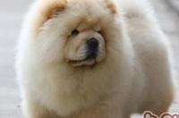 松狮犬能长多大？ 松狮犬最小的能长多大