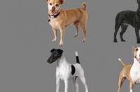 小型犬，不需要打理，长的可爱的有什么狗呀？推荐一下？ 各种小型犬