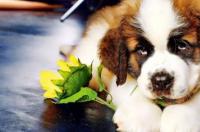 纯种圣伯纳犬哪里出售？ 在哪能买到圣伯纳犬