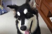 雪橇犬有哪几种品种？ 雪橇犬都有什么品种