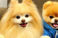 小狐狸犬分哪种品种？ 德国小型狐狸犬