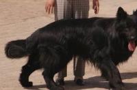 黑熊犬优缺点？ 黑熊犬最大的缺点