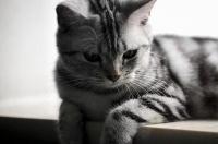 哪些猫咪不掉毛？ 不掉毛的猫有哪些