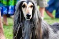 阿富汗猎犬多少钱？ 阿富汗犬到底有多可怕
