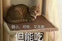 大家说说什么小狗狗最可爱？ 世界上最可爱的小狗