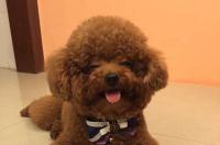 想养只便宜的狗，小型犬，方便带出去，推荐个品种？ 新手适合养哪种小型犬