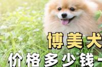普通的茶杯博美一只要多少钱？好不好养？ 博美的价格多少钱一只