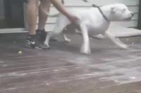 比特犬，杜高犬，高加索犬，哪个战斗力最强？ 杜高犬和比特犬打架的