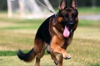 黑狼犬在中国禁养吗？ 黑狼犬为什么被禁养