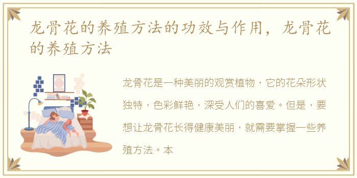 龙骨花的养殖方法的功效与作用，龙骨花的养殖方法