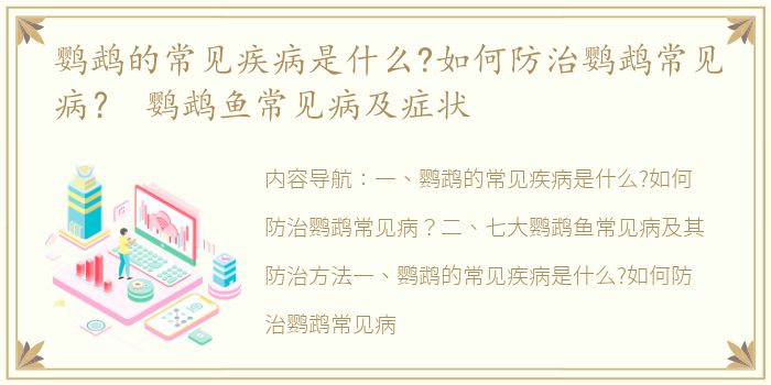 鹦鹉的常见疾病是什么?如何防治鹦鹉常见病？ 鹦鹉鱼常见病及症状