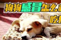 狗狗感冒流鼻涕，还有点咳嗽。该吃什么药比较好？ 狗狗流鼻涕吃什么药