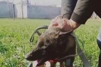 马犬的尾巴标准？ 马犬尾巴的标准