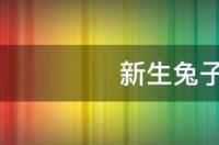 兔子该怎么喂养？ 怎么喂养兔子