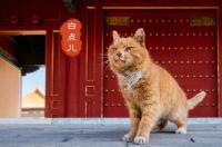 网红猫肚皮枕可以机洗吗 网红猫