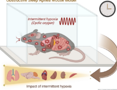 阻塞性睡眠呼吸暂停会破坏小鼠全天的基因活动