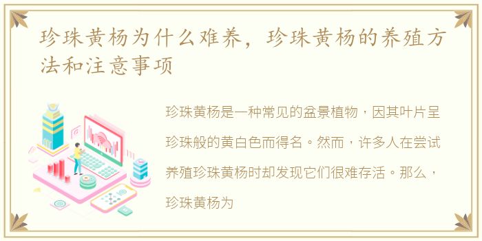 珍珠黄杨为什么难养，珍珠黄杨的养殖方法和注意事项