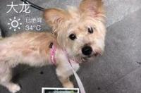领养猫的平台？ 有什么领养宠物的平台