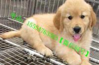 金毛幼犬大概是多少钱啊？ 金毛幼犬多少钱一只