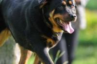 怎样训练罗威纳犬？ 罗威纳犬训练方法