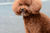 泰迪多大能听懂人讲话？ 泰迪犬养多久听懂人话