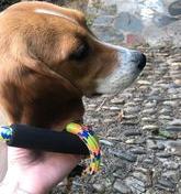 可以用比格犬看家护院吗？ 比格犬性格温顺吗
