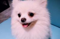 博美俊介狗突然休克是怎了？ 博美俊介狗