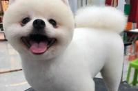 博美和俊介的区别 博美造型俊介