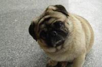 给巴哥狗狗取个好听可爱的名字？ 八哥犬 可爱
