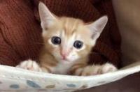 猫起名字霸气又可爱？ 小猫的名字可爱点的