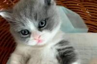 什么猫不掉毛啊？ 什么猫不掉毛