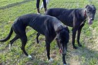 灵缇犬和格力犬有什么区别？ 格力犬细狗灵缇犬