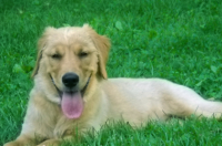 导盲犬是什么犬？ 导导盲犬是什么狗品种