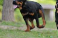 罗威纳护主厉害吗？ 罗威纳犬护主真实事件