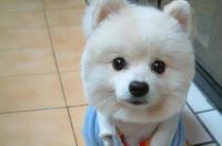 黑狼犬咬人吗 黑狼犬只认一个主人吗