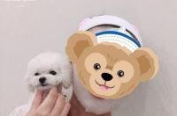茶杯犬泰迪和泰迪犬有什么差别，寿命方面怎样？ 茶杯体泰迪寿命