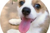 犬细小病毒，冠状病毒，肠胃炎肠胃溃疡 如何区分？ 怎么判断狗狗冠状好了